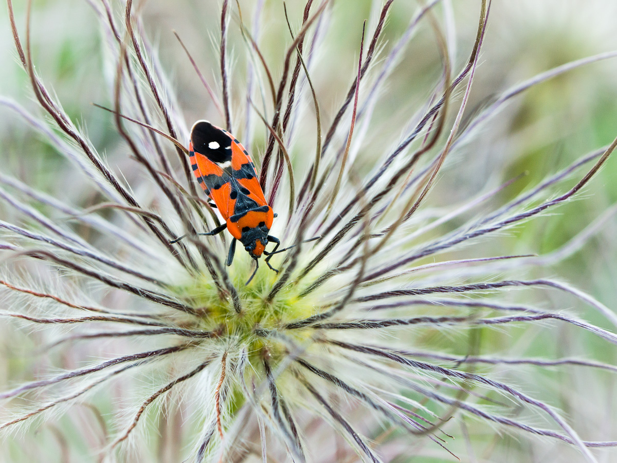 Höhfeldplatte_20170511_890