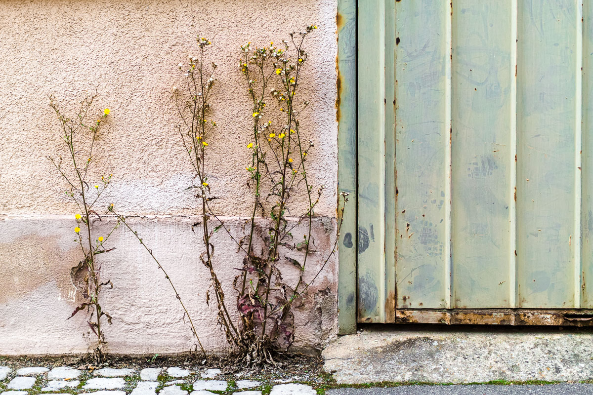 Thüngersheim_2017.08.12_043